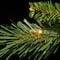 10 ft. Pre-lit Tiffany Fir Slim Artificial Christmas Tree, Clear Lights